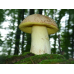 Мицелий Боровика желтого/Полубелый гриб (Boletus impolitus)